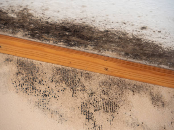 Best Industrial Mold Remediation  in Buda, TX